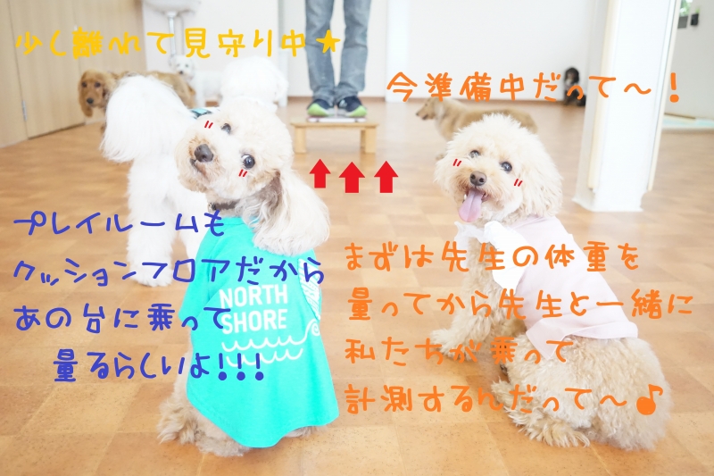 現実を受け止めよう ง W ง 犬の幼稚園 ドッグホテル Chou Chou シュシュ