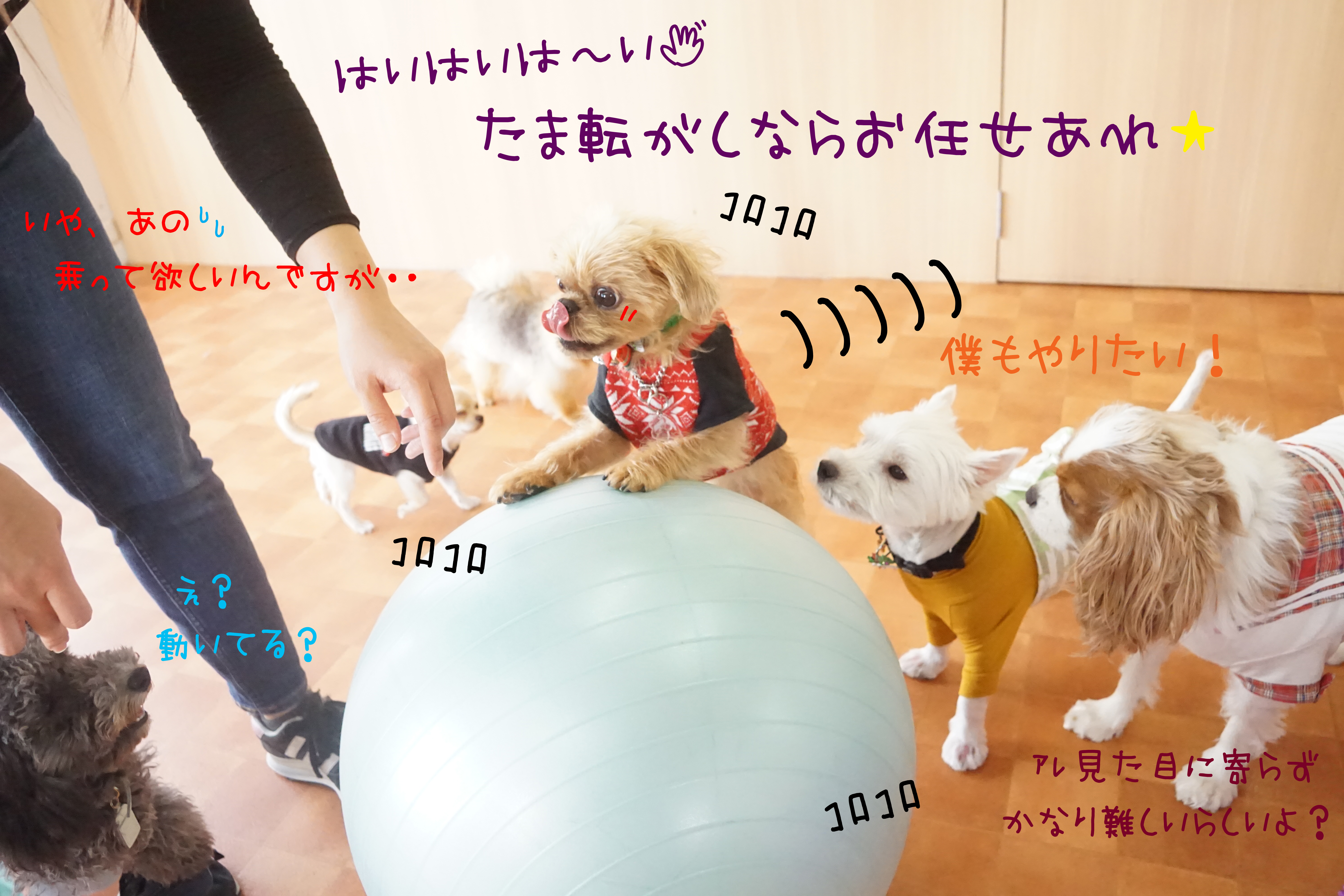 皆でプルプルしちゃおう ｏﾉ 3 ﾉ 犬の幼稚園 ドッグホテル Chou Chou シュシュ