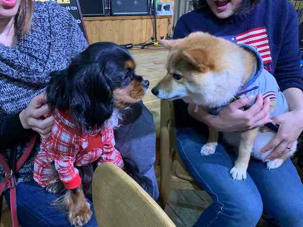 第三回 ワンストップカフェ 犬の幼稚園 ドッグホテル Chou Chou シュシュ