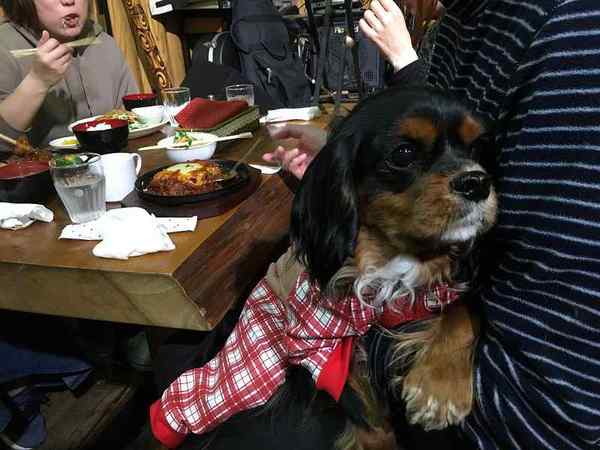 第三回 ワンストップカフェ 犬の幼稚園 ドッグホテル Chou Chou シュシュ