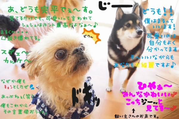 今日は大型犬もシュシュに集合だぁ～📣